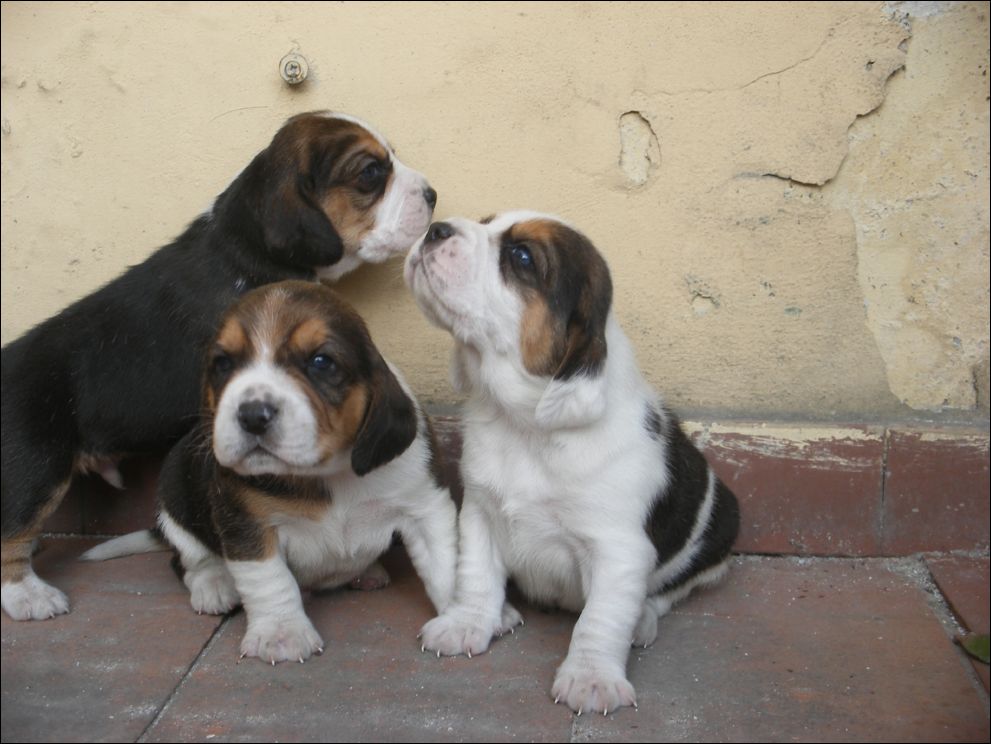 cuccioli amelie-54